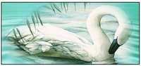Swan Grooming on Lake Key Hanger/Key Holder